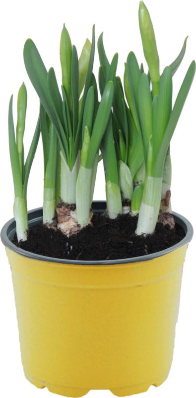 Narcis Tete-a-Tete i 12 cm potte