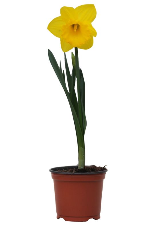 Stortragtet påskelilje i potte 12 cm