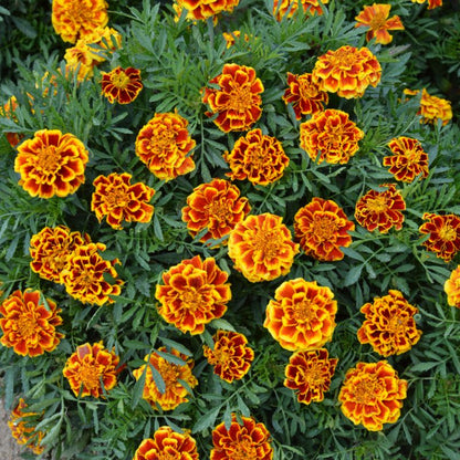 Frø af spredt tagetes Queen Sophia Verve