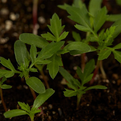Frø af spredt tagetes Queen Sophia Verve