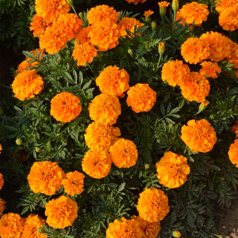 Frø af Verve orange spredt tagetes