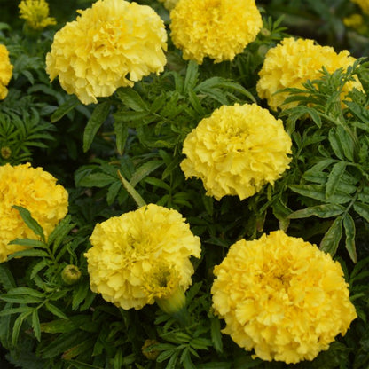Frø af tagetes Sunspot Verve gul