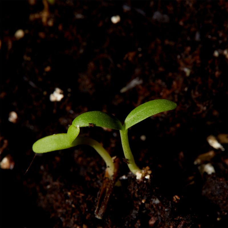 Frø af tagetes Sunspot Verve gul