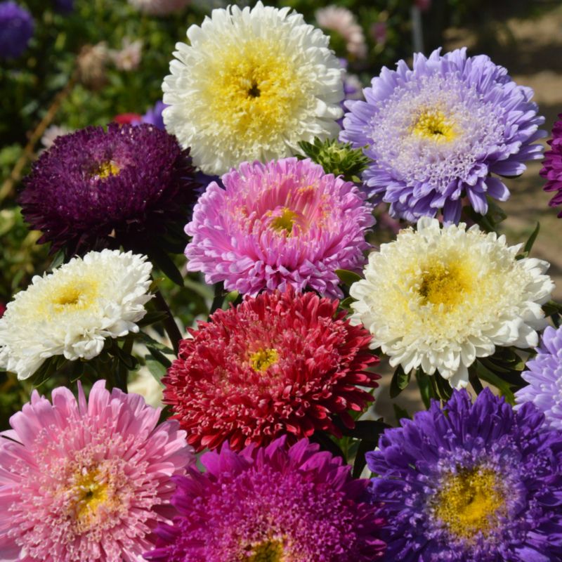 Frø af kinesisk aster Prinsen Verve mix