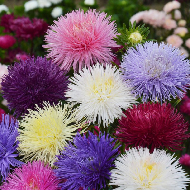 Aster Verve nåleformede frø