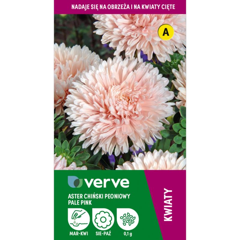 Astersfrø Pale Pink Verve – Enestående til efterårsbed og snitblomster