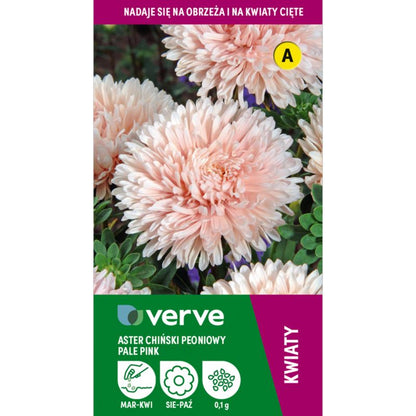 Astersfrø Pale Pink Verve – Enestående til efterårsbed og snitblomster