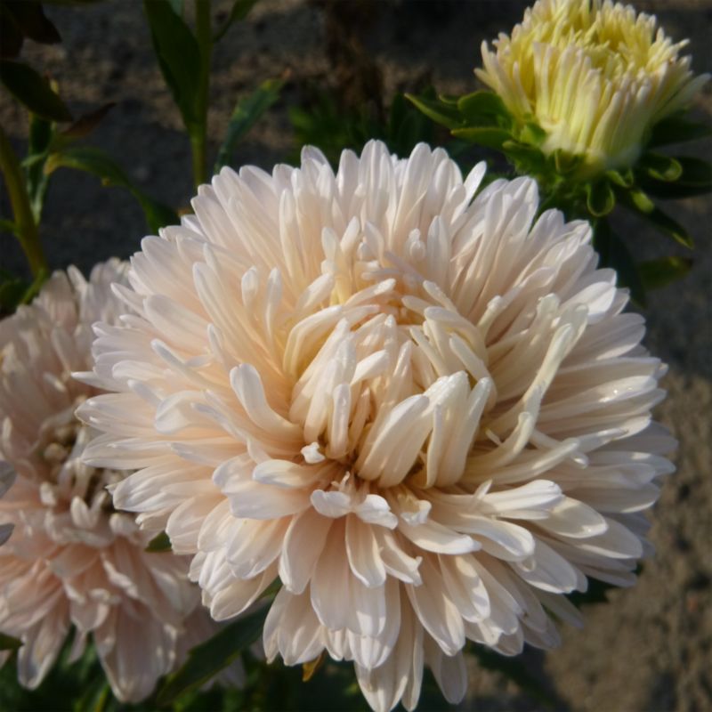 Astersfrø Pale Pink Verve – Enestående til efterårsbed og snitblomster