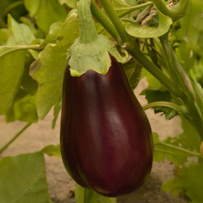 Frø af aubergine Black Beauty Verve