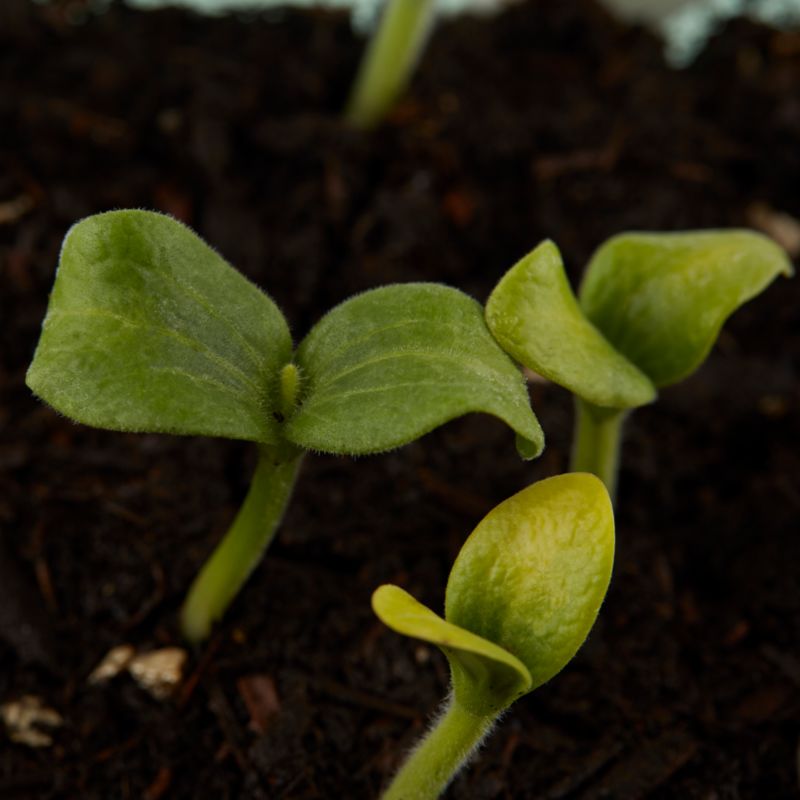 Økologiske frø til courgette Black Beauty Verve