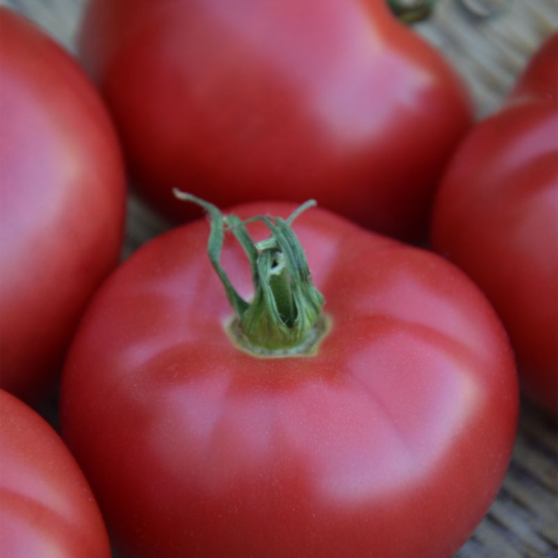 Økologiske tomatfrø Ace 55 VF Verve