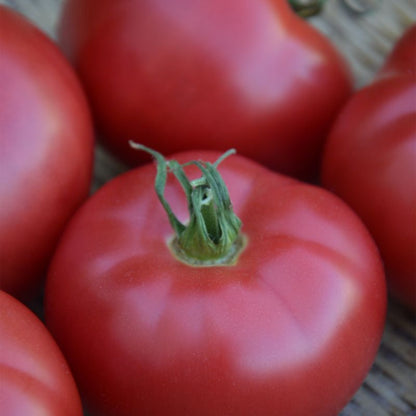Økologiske tomatfrø Ace 55 VF Verve