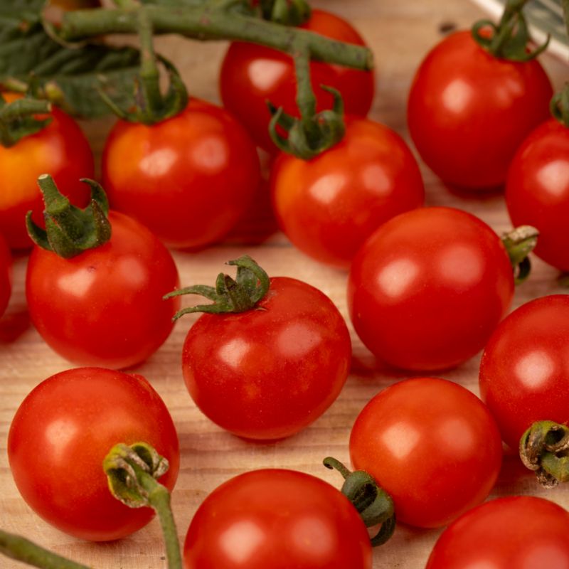 Økologiske frø til Red Cherry tomat