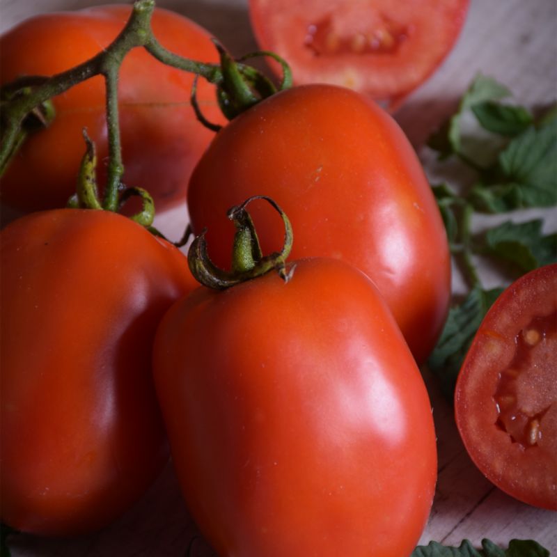 Økologiske tomatfrø Roma Verve