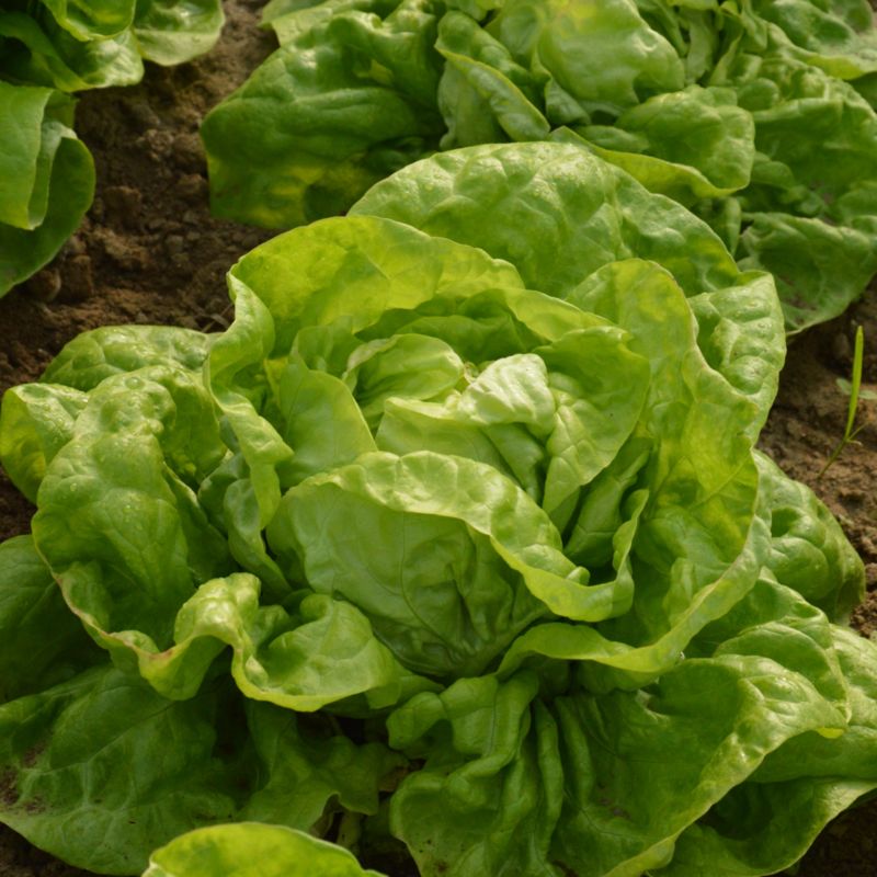 Økologiske May King Verve salatfrø