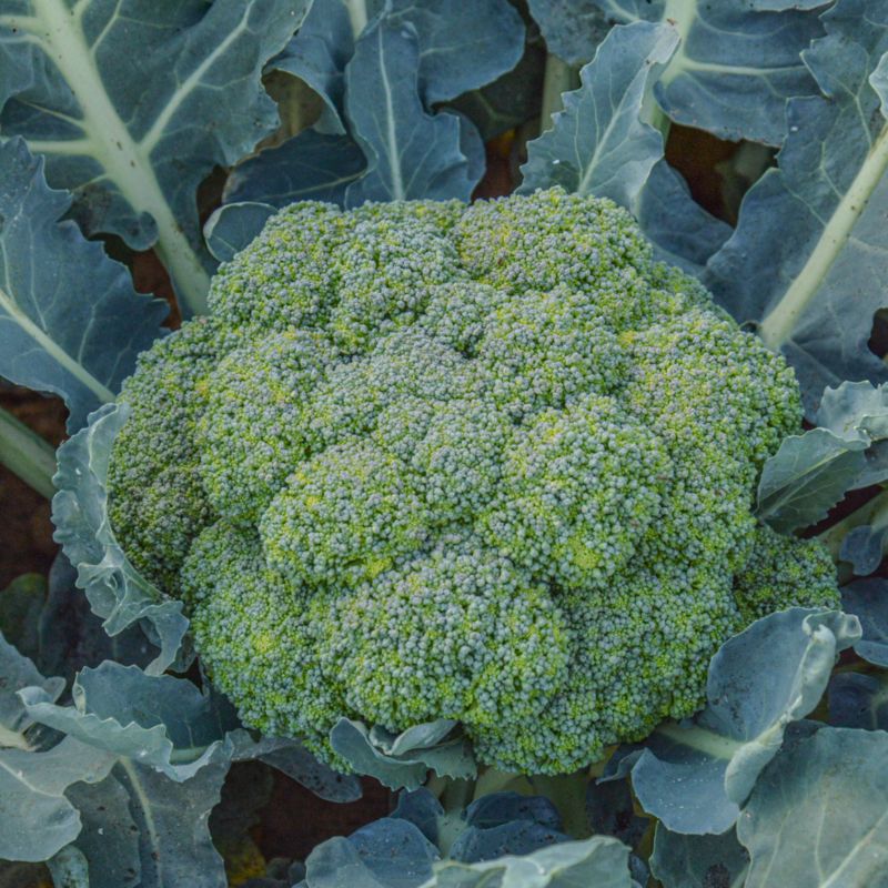 Frø til broccoli Cezar Verve