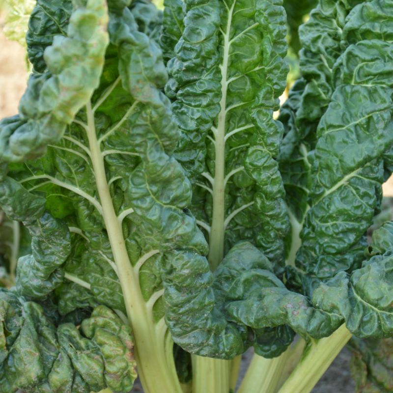 Frø til bladbede Rhubarb Chard Verve