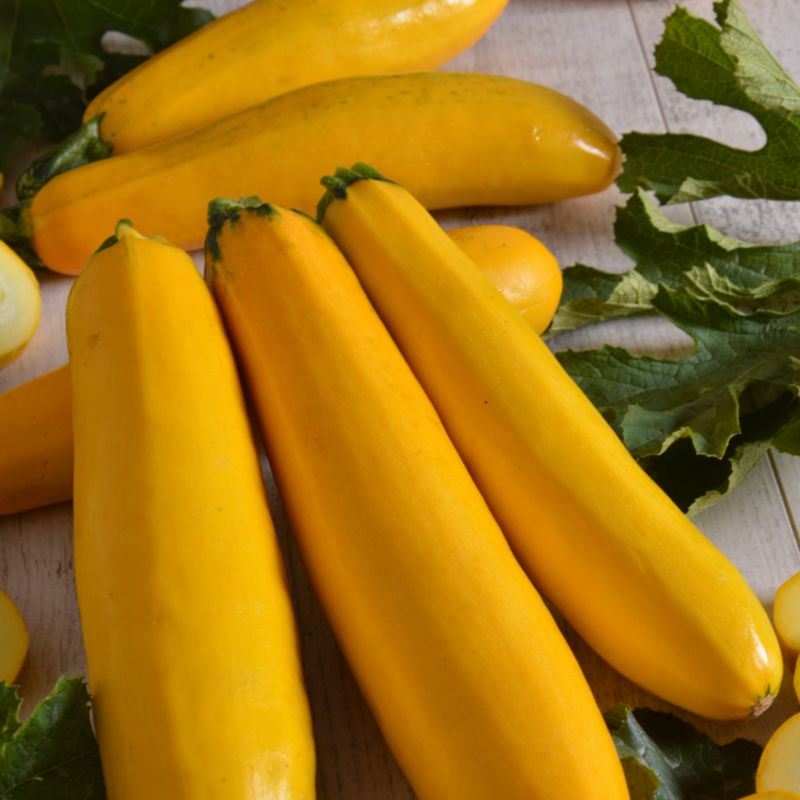 Frø til squash Goldena Verve
