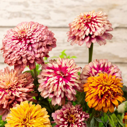 Frø af zinnia Whirlygig Verve mix