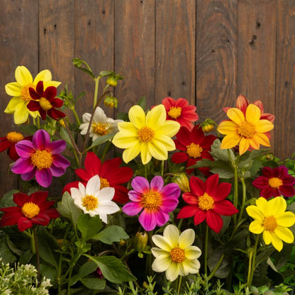 Frø af lav dahlia Border Verve mix