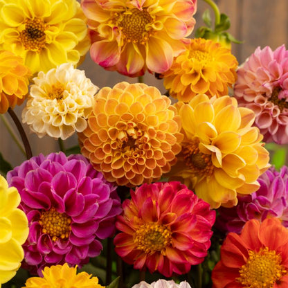Frø til dahlia Verve mix