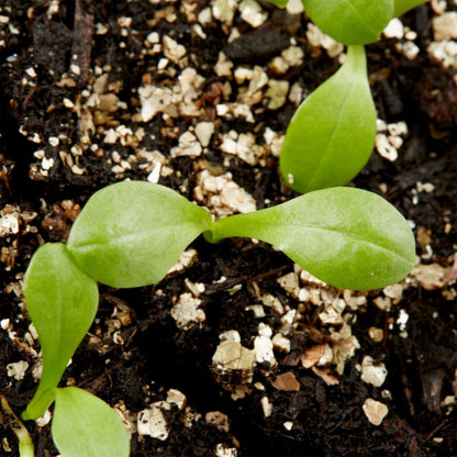 Frø til dahlia Verve mix