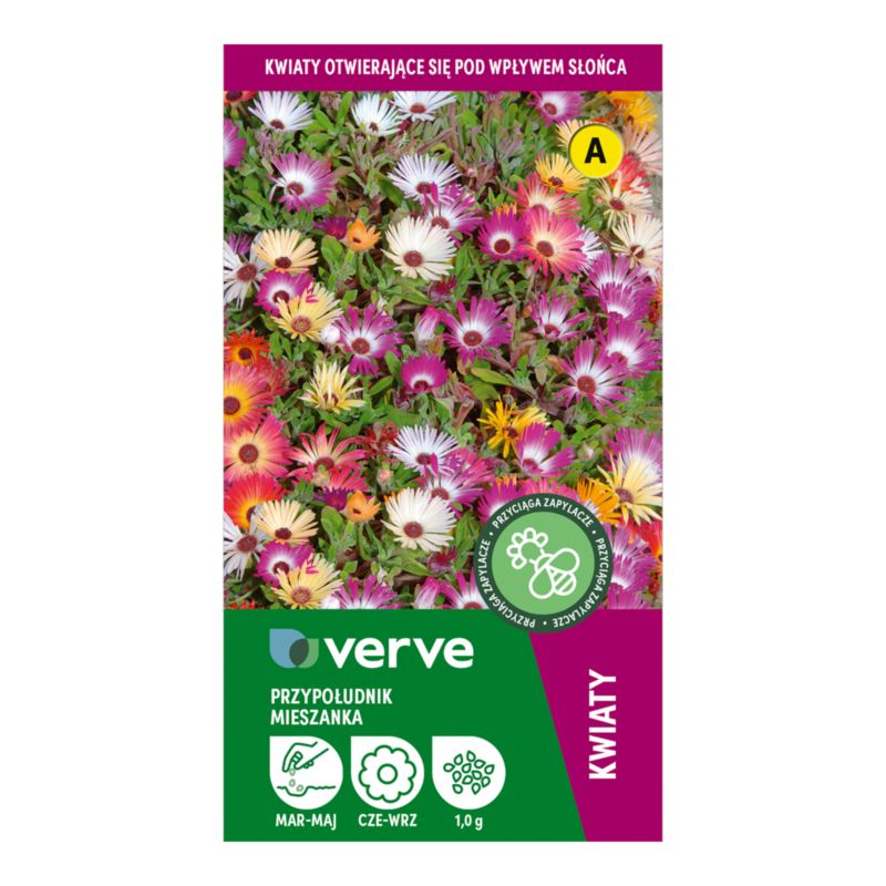 Dorotka Bellidiformis Verve frø