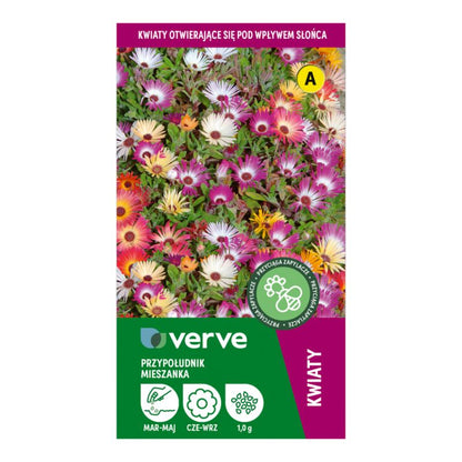 Dorotka Bellidiformis Verve frø