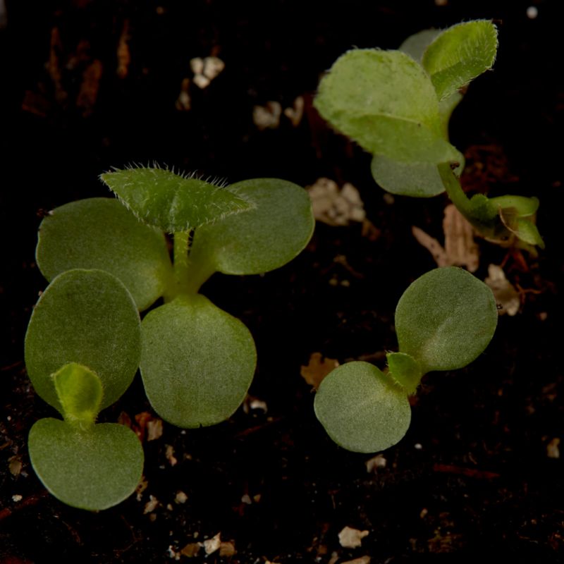 Dorotka Bellidiformis Verve frø