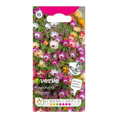 Dorotka Bellidiformis Verve frø