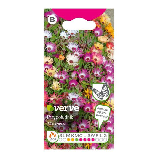 Dorotka Bellidiformis Verve frø