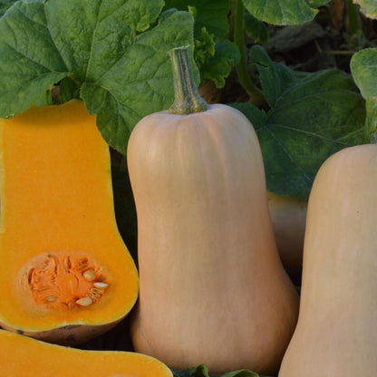 Butternut Verve græskarfrø