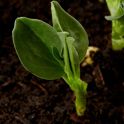 Frø af blåviolet Blauhilde bønne Seed Verve