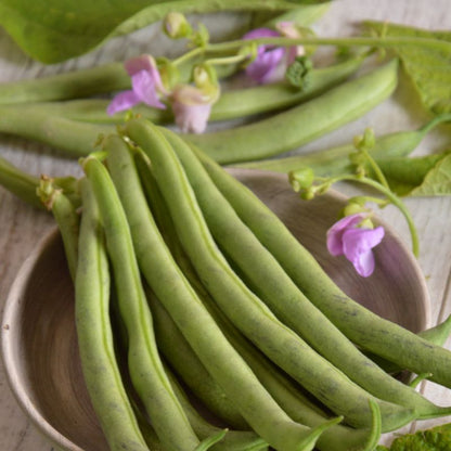 Frø til bønner Tendergreen Verve