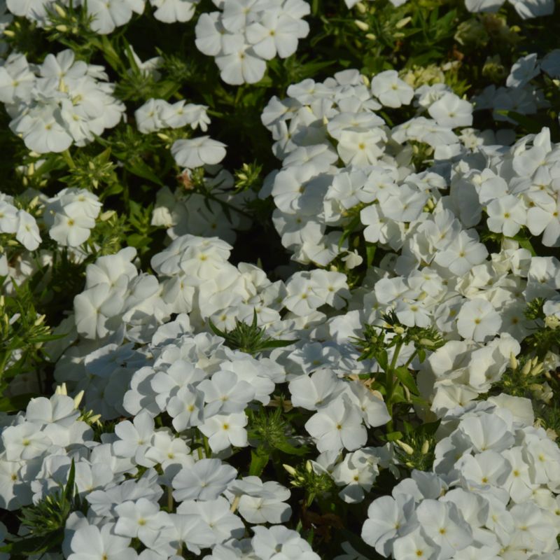 Frø af phlox Drumonnda White Beauty Verve