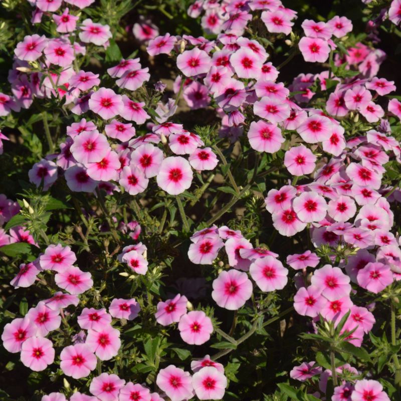 Frø af Verve floks i pink