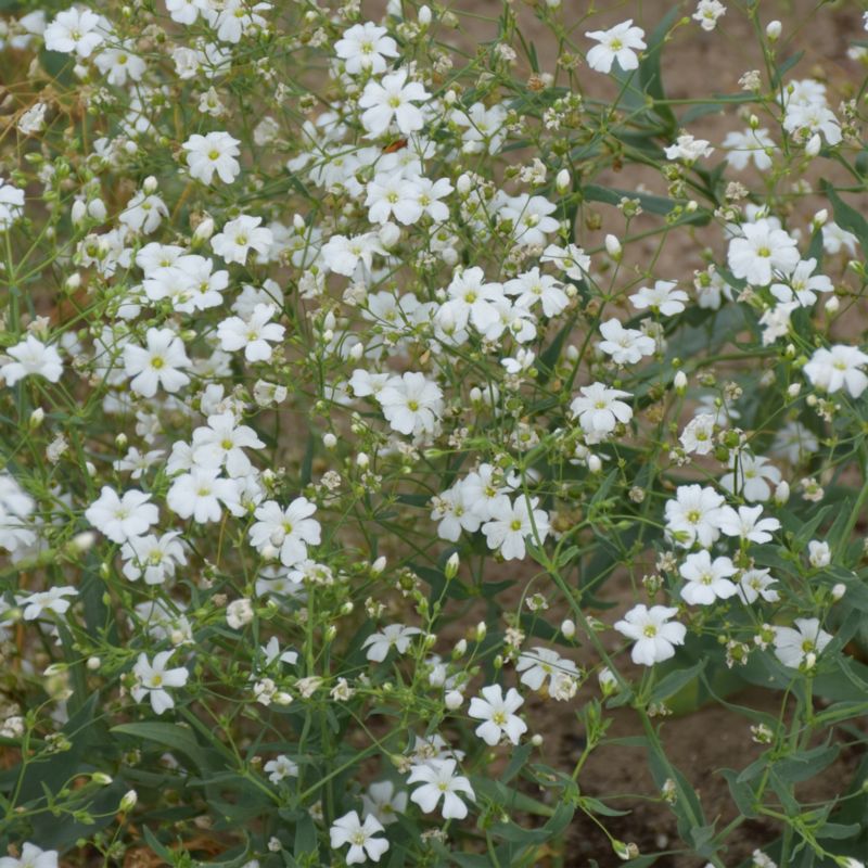 Frø til gypsophila Verve