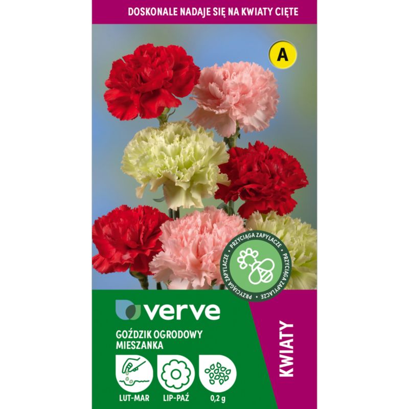 Frø til havekrysantemum Verve mix
