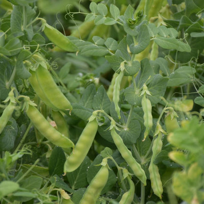Frø af sukkerærter Sugar Snap Verve