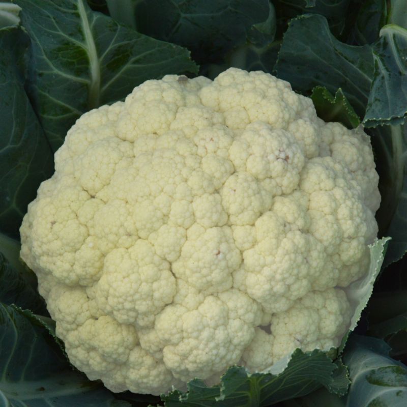 Frø af blomkål Bola de Nieve X Verve