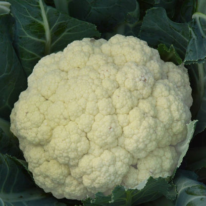 Frø af blomkål Bola de Nieve X Verve