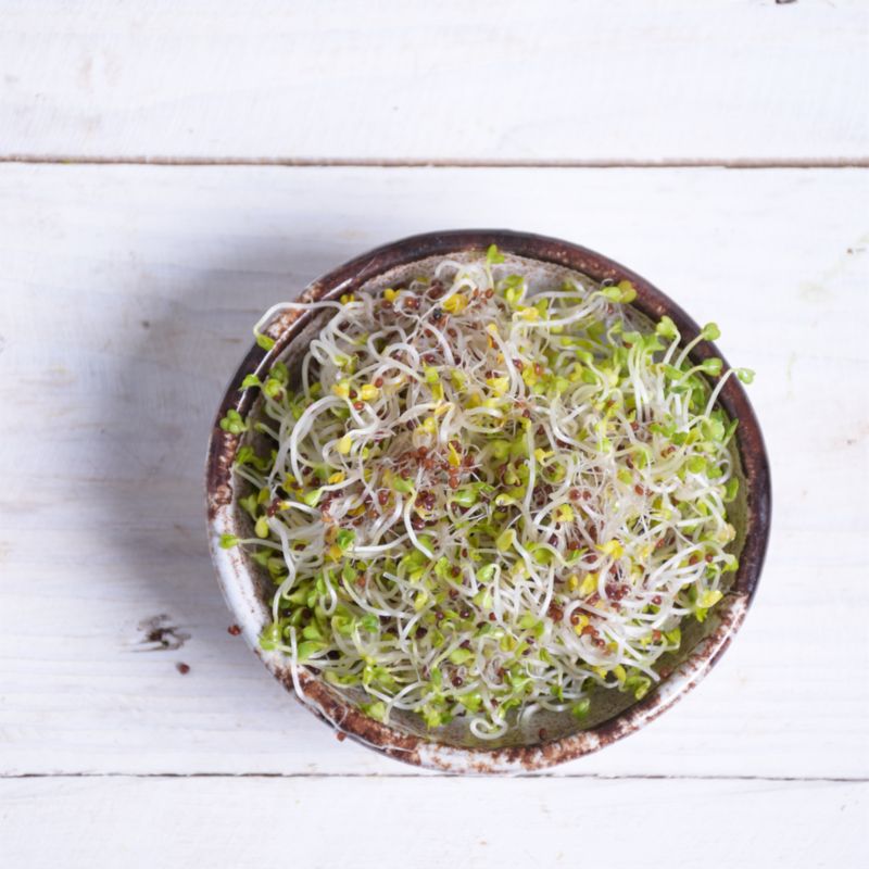 Frø til broccoli spirer Verve