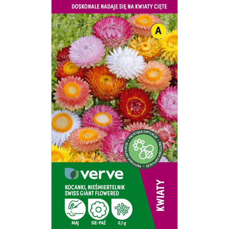 Frø af kocanki Verve mix