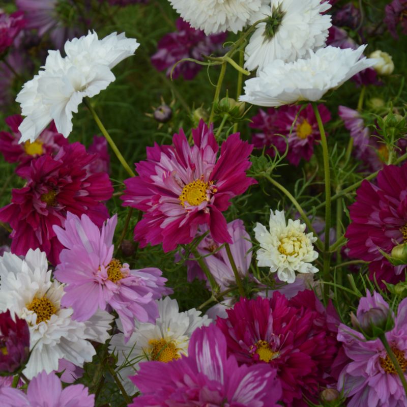 Frø af cosmos Double Click Verve mix