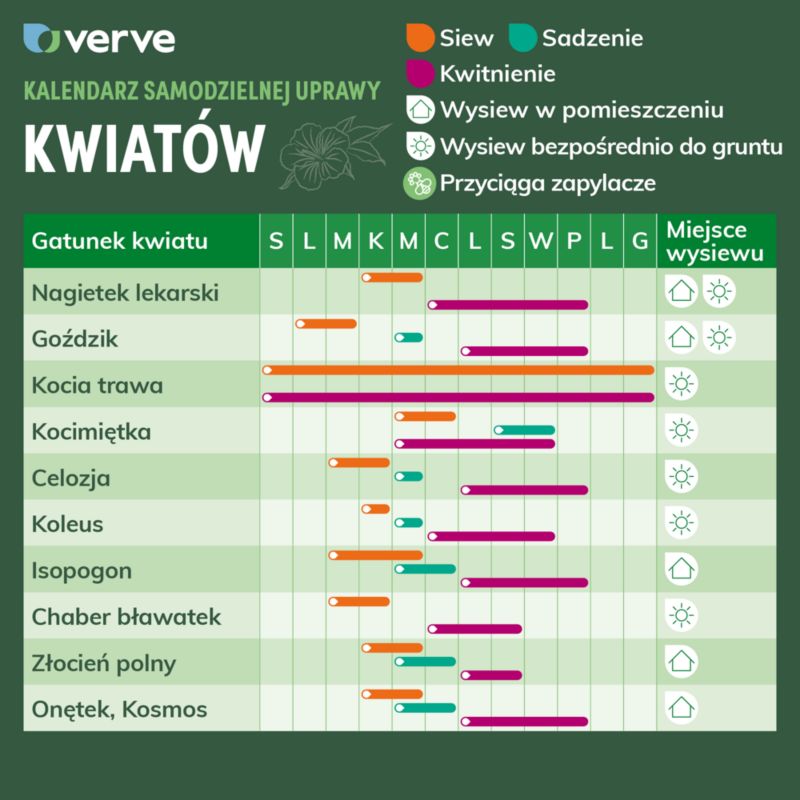 Frø af kosmos Peppermint Rock Verve farvemix