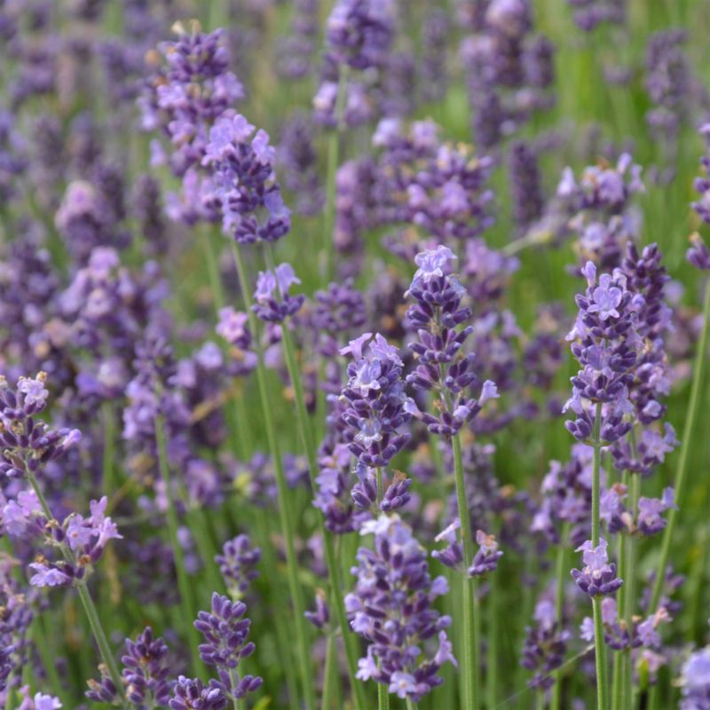 Frø af lavendel Munstead Strain Verve