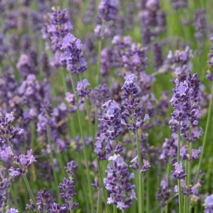 Frø af lavendel Munstead Strain Verve