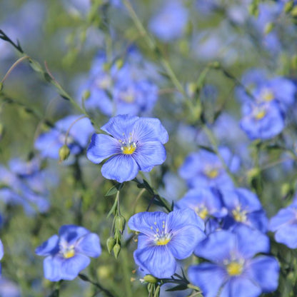 Dress Blue Verve blå hørfrø