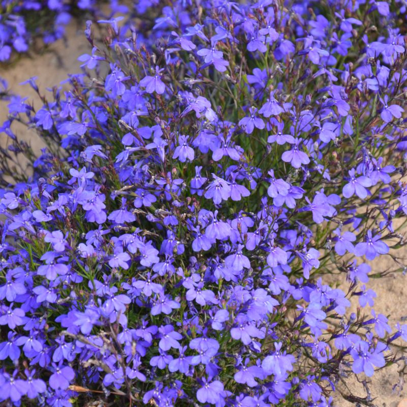 Lobelia Crystal Palace Verve frø