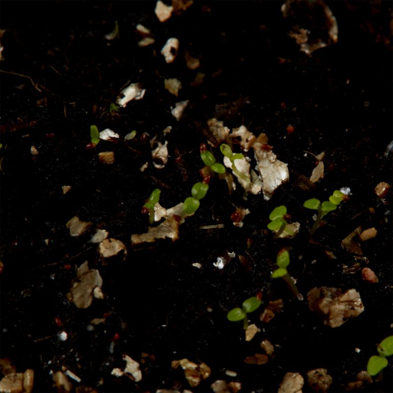Lobelia Crystal Palace Verve frø